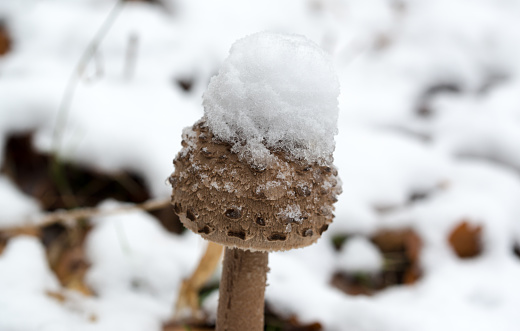 Macrolepiota procera,  parasol mushroom covered with snow closeup selective focus
