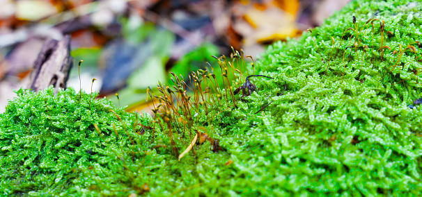 beautiful closeup of forest mushrooms in grass, autumn season. little fresh mushrooms, growing in Autumn Forest. mushrooms and leafs in forest. Mushroom picking concept. Magical