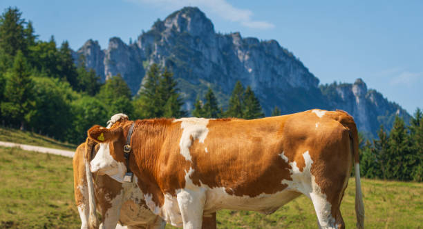 istock Mucche in alpeggio 1802346730
