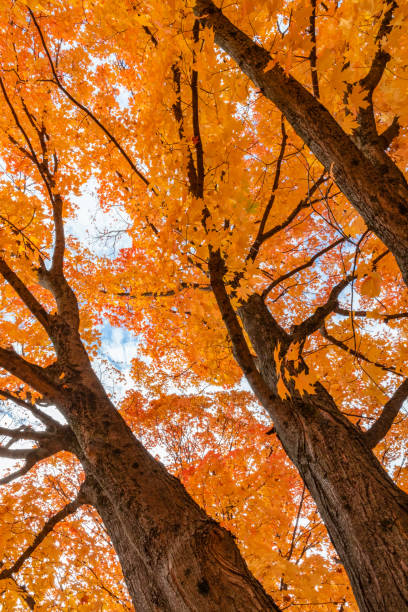 kolorowe klony pojawiają się na jesiennym krajobrazie, gdy jesienna pogoda staje się chłodniejsza podczas zmiany pór roku - anoka zdjęcia i obrazy z banku zdjęć