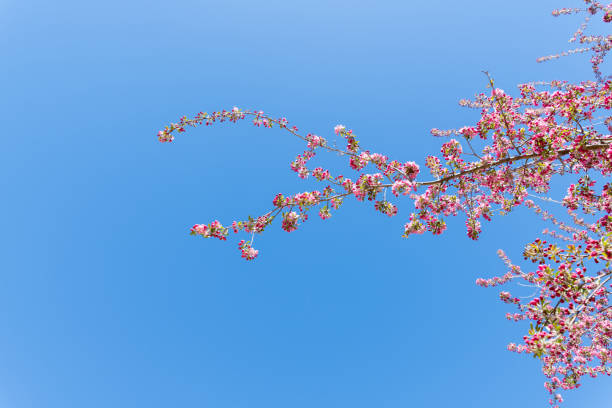 Cherry blossom buds in direct sunlight with blossoms in the background against a bright blue sky.