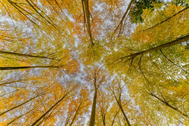 istock Autumn forest with setting sun shining through leaves and branches. Nature, forestry, Trees, habitat, environment and sustainability concepts, desktop 1802348771