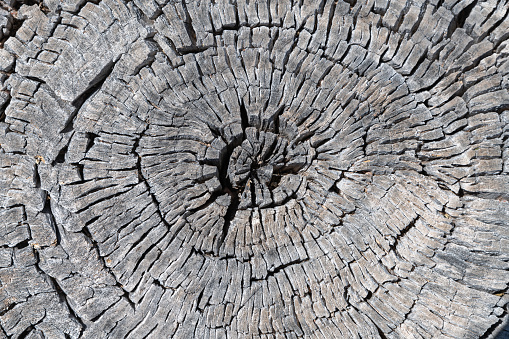 Close-up detail of an old gray tree stump showing a tree ring pattern and deep cracks that spread out from the center of the wood..