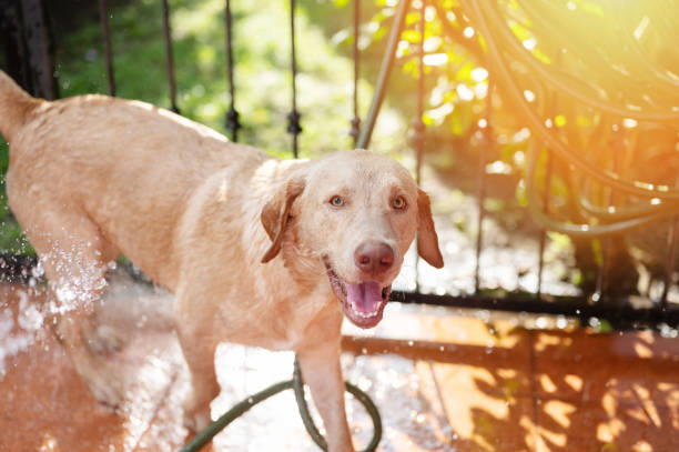 istock Clean home showering labrador dog 1802358033