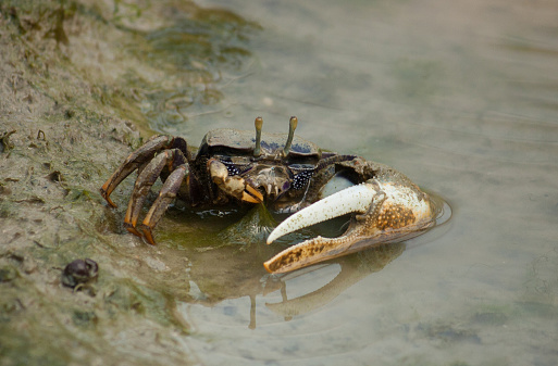 fiddler crab sitting and eating some algae