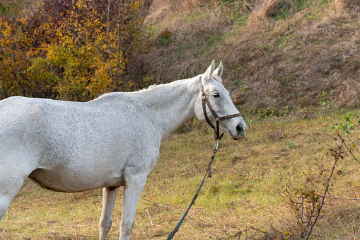 Beautiful white horse grazing in pasture. Roan mare eating autumn grass. Herbivore adult female equus caballus with tail and mane on field. Perissodactyla pluck and eating plants on sunny autumn day.