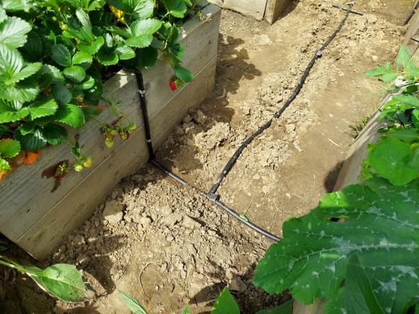 istock install drip irrigation system in raised beds with strawberry fruits in the bed. automatic irrigation system. 1802363336