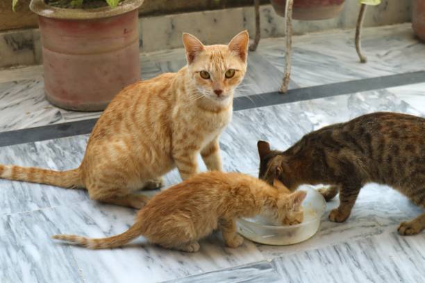 istock Cats drinking milk from the bowl 1802367615