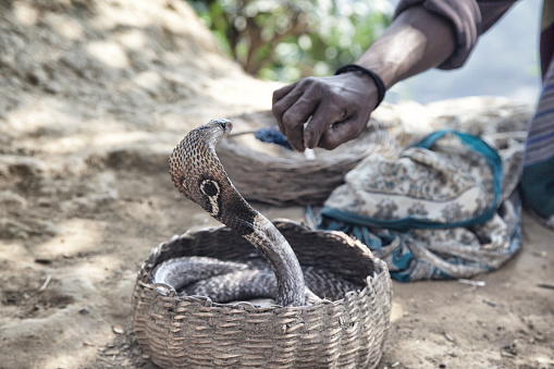 Indian spectacled cobra with basket and pipe of snake charmer (fakir).