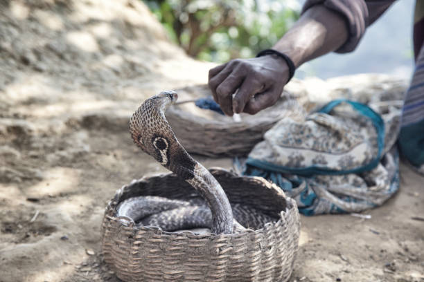 король кобра и змея чармер, шри-ланка - snake human hand color image cobra стоковые фото и изображения