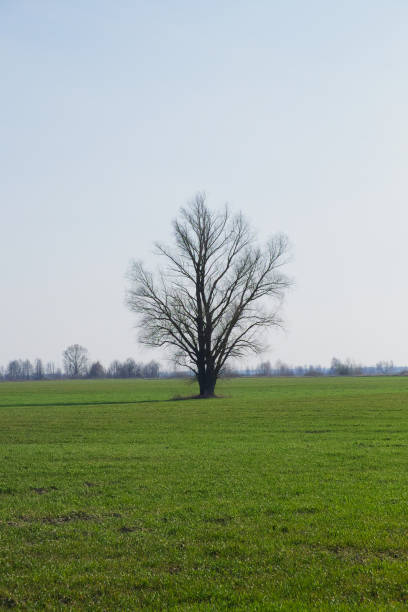 istock Beautiful single tree in a green field against a blue sky. Spring landscape. 1802372427