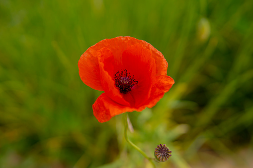 detail of poppy seed flower growing in the field