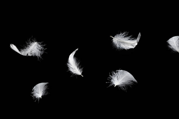 istock White feather isolated on a black background. 1802375090