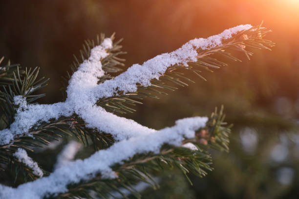 istock Spruce branches sprinkled with snow background sunset. 1802375653