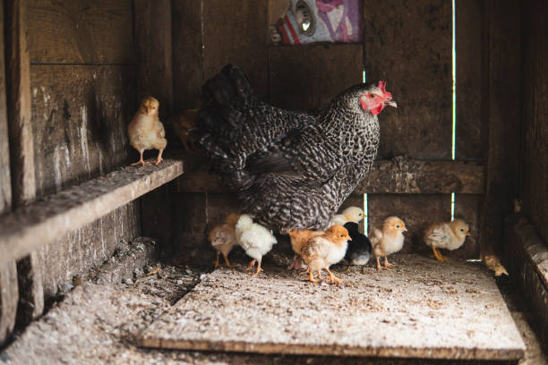 istock Dappled hen with small chicks inside of a wooden chicken coop 1802375678