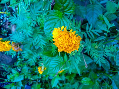 yellow flower photo with green leaf blur background. selective focus