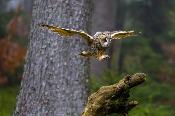 istock Long-eared owl or Asio otus in flight 1802392845