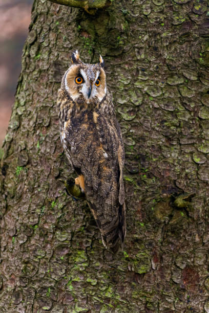 istock Long-eared owl sitting on a short branch with tree bark as background 1802393413