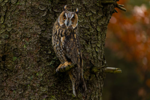 istock Long-eared owl sitting on a short branch with tree bark as background 1802393936