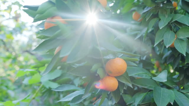 The sunlight shine through the leaves of the mandarin tree. Slow motion.