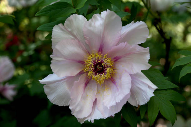 White Peony - fotografia de stock