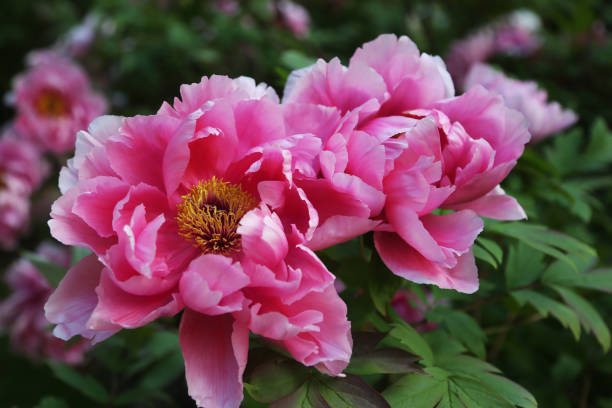 Pink Peonies - fotografia de stock