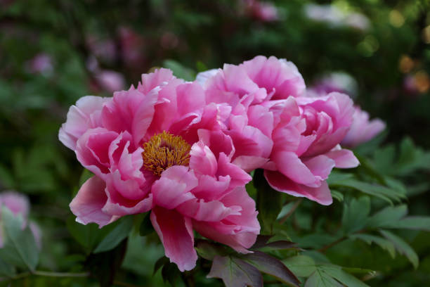 Pink Peony - fotografia de stock