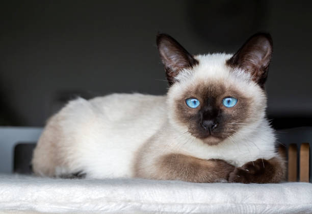 istock Cute kitten siamese cat indoor 1802397863