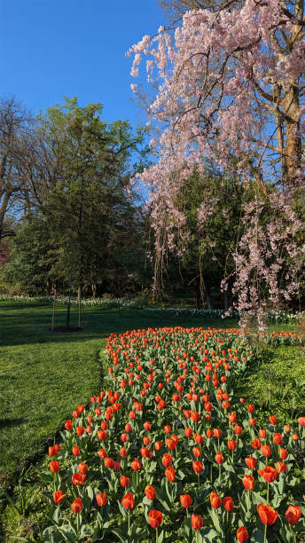 istock Beautiful Spring evening with red tulips and pink flowers, Baltimore, MD, US 1802397872