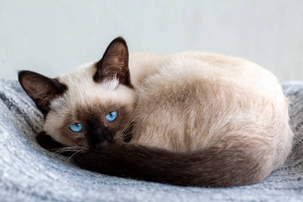 istock Cute kitten siamese cat indoor 1802398939