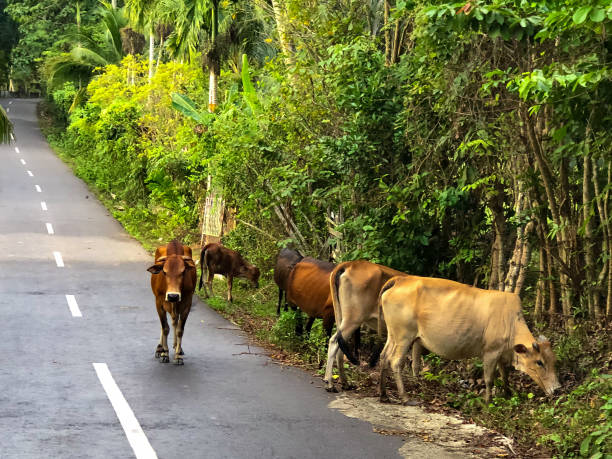 istock Cow herd blocking the small country road 1802399483