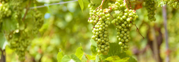 ブドウ園のバナー、ワイン農場でブドウを栽培するパノラマビュー。夏の緑のつる植物、ブドウのプランテーションの背景。葡萄栽培、ワイン造り、果物、食品の概念 - vineyard california vine panoramic ストックフォトと画像