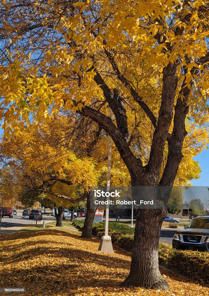 Autumn Colors near theTown Square and Park in Fort Collins Colorado October 2023 Alley Stock Photo