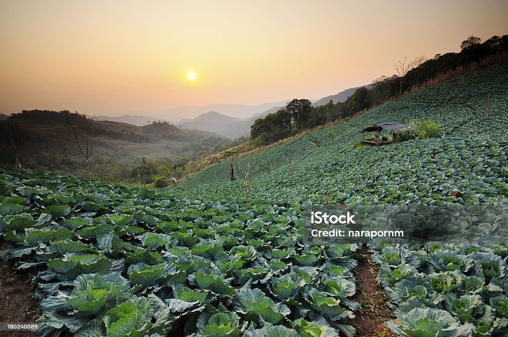 해질녘까지 이상의 필드를 사용합니다. - 로열티 프리 건강에 좋지 않은 음식 스톡 사진