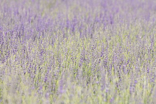 Close-up detail of a field of English Lavender bushes, with a shallow depth of field and soft colors.