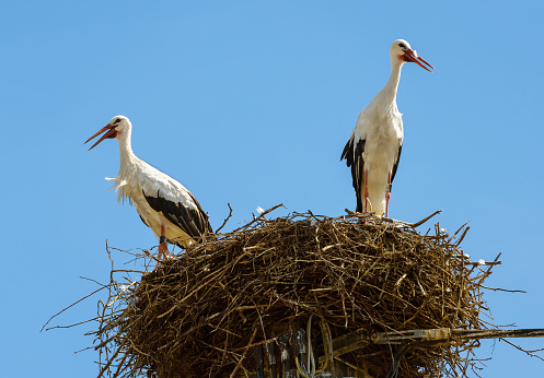 Storks stand in nest on top of pole or pillar in city, couple of white birds on blue sky background in summer. Wild stork family living in village or town. Theme of nature, wildlife