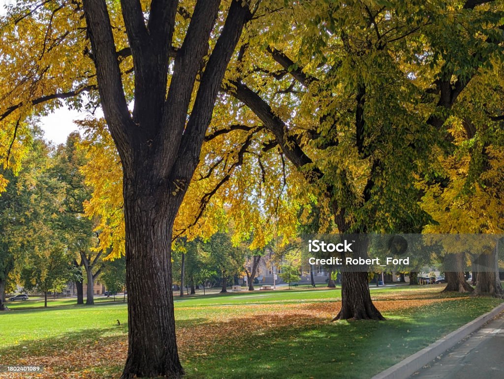 Autumn Colors on the Colorado State University Quadrangle and Gardens in Fort Collins Colorado October 2023 Campus Stock Photo