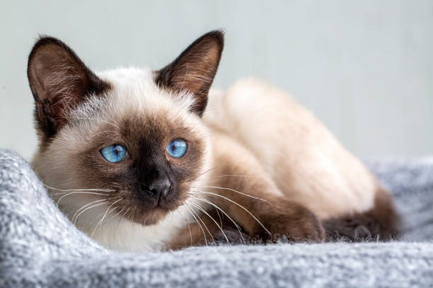 istock Cute kitten siamese cat indoor 1802401603
