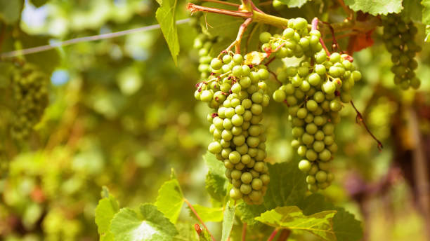 frutas en el viñedo, vista cercana del cultivo de uvas en la finca vinícola. plantación de vid verde en verano, cerca de las plantas de vid. concepto de viticultura, bodega, vinificación, alimentación ecológica - napa grape vineyard vine fotografías e imágenes de stock