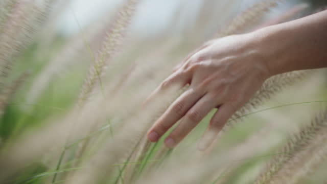 Close up hand flowing  blowing Grass