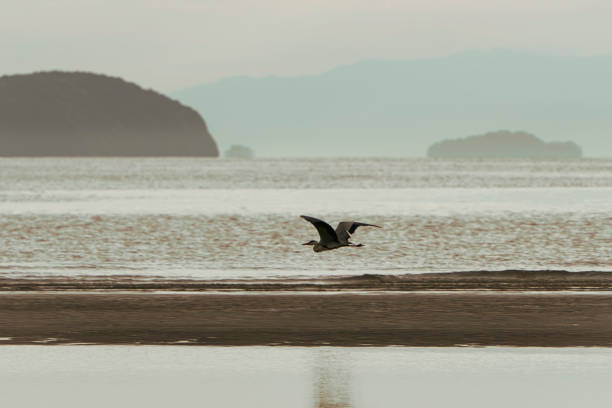 Chichibugahama is a kilometer-long beach in Mitoyo, Kagawa.