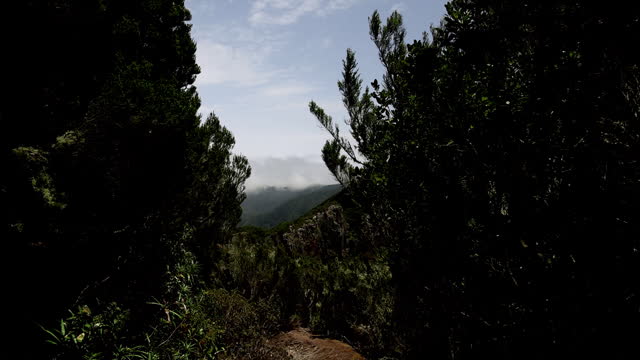 Majestic landscapes of laurel forest ecosystem in Tenerife