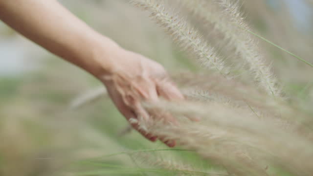 Close up hand flowing  blowing Grass