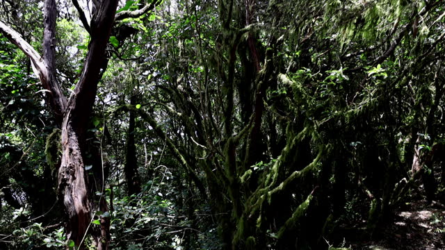 Woman hiking in majestic forest ecosystem in Tenerife