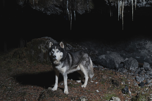 Husky dog in a dark forest near the ruins, photo with weak lighting. High quality photo