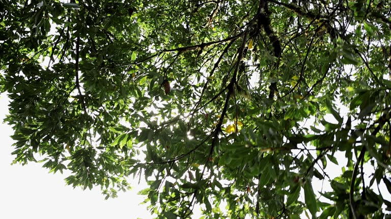 Majestic landscapes of laurel forest ecosystem in Tenerife