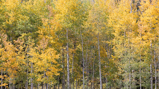 A grove of Aspen trees with changing leaves in autumn in southern Colorado.