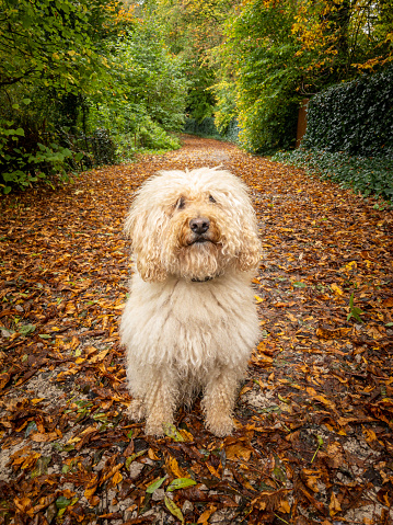Labradoodle in the Autumn Leaves