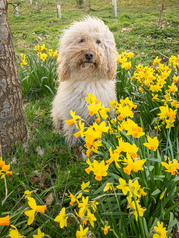 Labradoodle in the Spring Daffodils