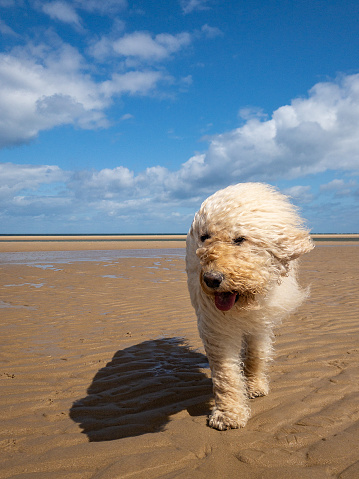Labradoodle on the Beach in Summer